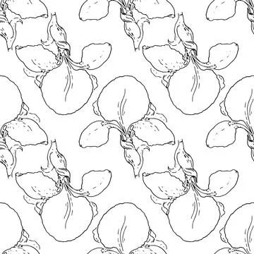 Seamless iris flower pattern, hand-drawn in sketch style black outline is often Stock Illustration
