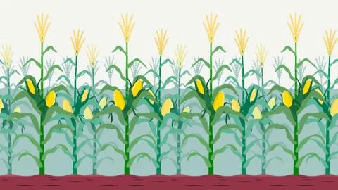 Seamless isolated cornfield Stock Illustration