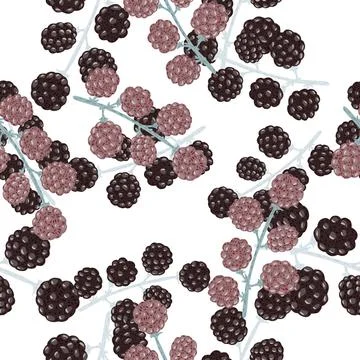 Seamless isolated pattern with doodle blackberries. White background. Stock Illustration