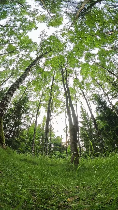 Seamless loop of 360 degree birch forest with birds singing. Stock Footage 337829868