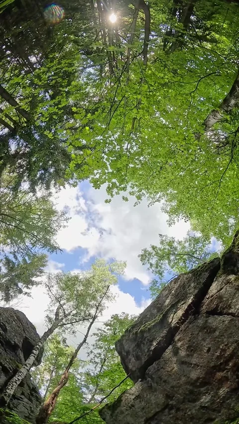 Seamless loop of 360 degree forest rotation with birds singing. Stock Footage 337829399