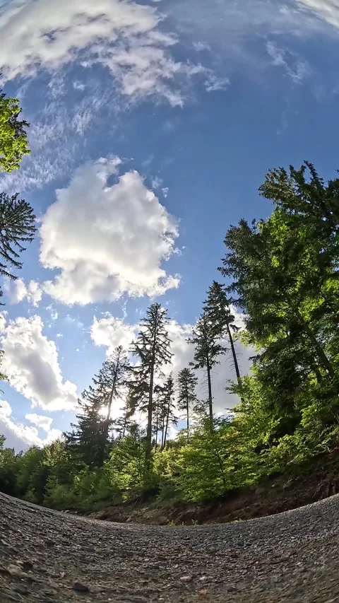 Seamless loop of 360 degree forest road rotation with birds singing Stock Footage 337829429