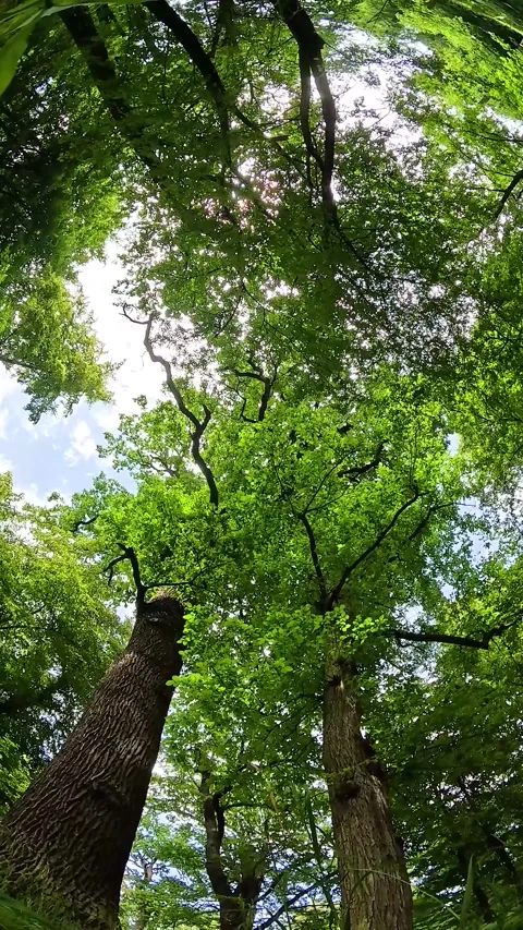 Seamless loop of 360 degree oak forest with birds singing. Stock Footage 337829899
