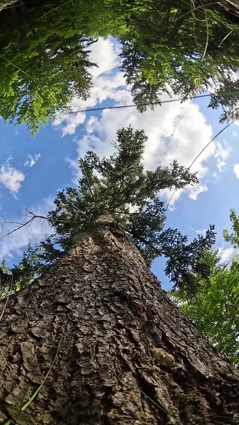 Seamless loop of 360 degree tall tree rotation with birds singing. Stock Footage 337829634