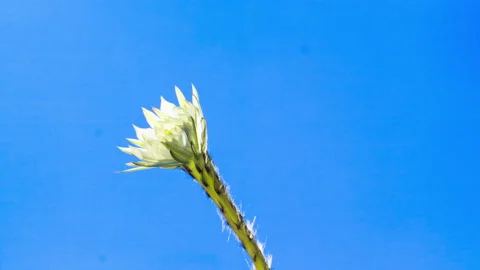 Seamless Loop-able clean cactus flower blossom and retract. Echinopsis on Vidéo 160308180