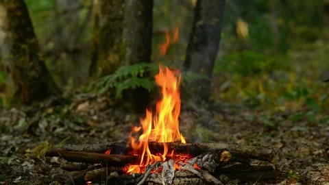Seamless loop of an active campfire burning on the forest floor Video stock 343215926