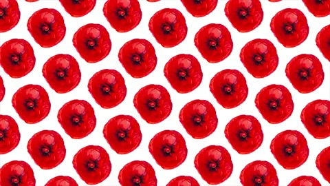 Seamless loop animation of bright red poppies on clean white background Stock Footage 328147041