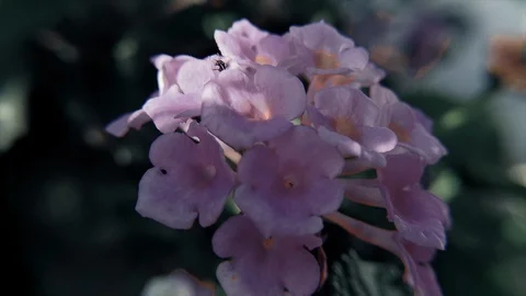 Seamless Loop of Ant Walking on Flower 스톡 동영상 108871993