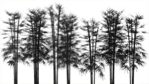 Seamless loop of bamboo tree silhouettes with moving leaves and depth of field Stock Footage 344420244
