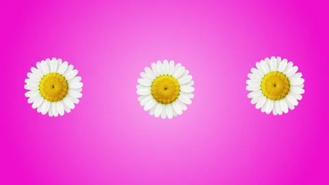 Seamless Loop of Blooming Flowers Background with Vibrant Gerberas and Daisies Stock-Footage 331105126