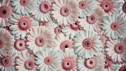 Seamless Loop of Blooming Flowers Background with Vibrant Gerberas and Daisies Stock Footage 331105202