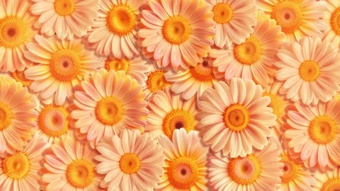 Seamless Loop of Blooming Flowers Background with Vibrant Gerberas and Daisies 스톡 동영상 331105410