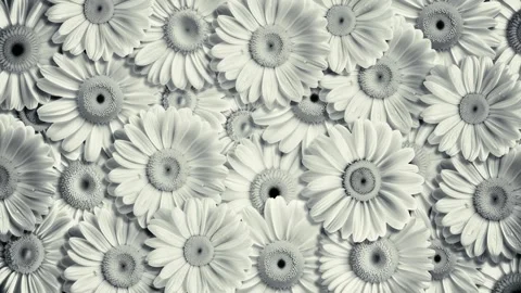 Seamless Loop of Blooming Flowers Background with Vibrant Gerberas and Daisies Vídeo Stock 331107009