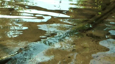 Seamless Loop of a branch on the Havel Riverbed, Berlin (Vers 02) 스톡 동영상 778541