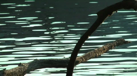 Seamless Loop of branches on the Havel River in Berlin (Vers 01) 스톡 동영상 778463