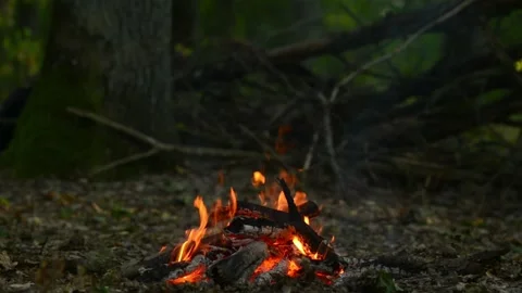Seamless loop of bright flames burning in a green summer forest Stock-Footage 343216819