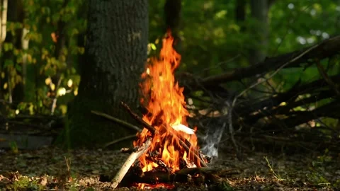 Seamless loop of bright vibrant campfire flames in a forest Video stock 343216025