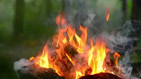 Seamless Loop of Campfire Burning in Forest Stock Footage 342120408