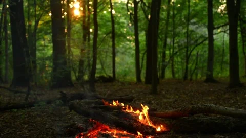 Seamless Loop Campfire Burning in Forest Clearing 库存影片 342256027