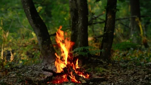 Seamless loop of a campfire burning in a green summer forest 動画素材 343216637