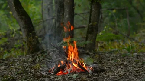 Seamless loop of a campfire burning near a tree trunk in the forest Video stock 343216824