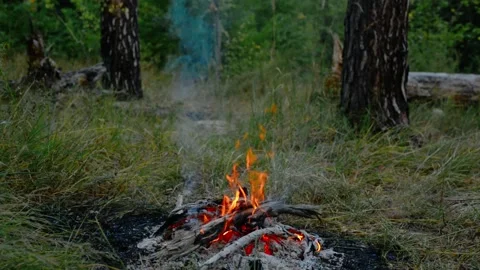 Seamless Loop of Campfire Burning in Pine Forest with Real Sound Video stock 342788040