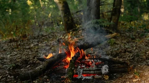 Seamless loop of a campfire burning in the woods among trees 動画素材 343219239