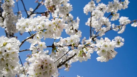 Seamless loop, Cherry blossom, blue sky background, springtime concept, HD video Video stock 73856798