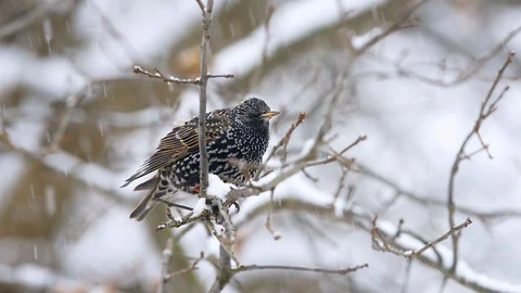 Seamless loop cinemagraph of black starling bird sitting winter snow Video stock 130073366