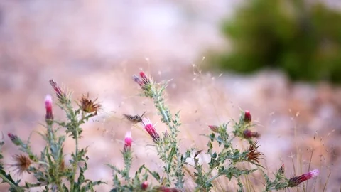Seamless loop cinemagraph of Shinx Hummingbird moth insect pink flowers Stock Footage 130073248