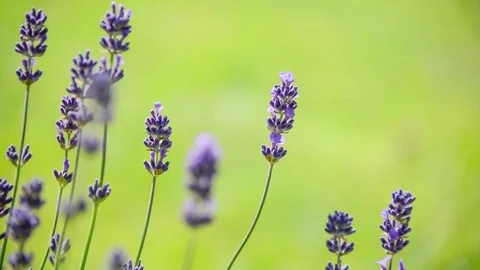 Seamless loop, close up of blooming lavender flowers moving in the wind Stock Footage 76400089