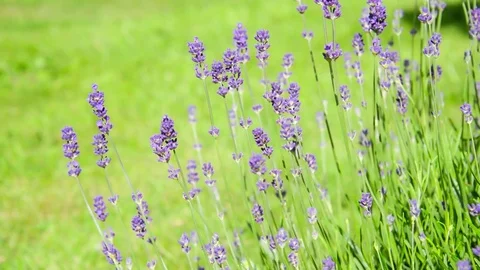 Seamless loop, close up of blooming lavender flowers moving in the wind Stock Footage 76400097
