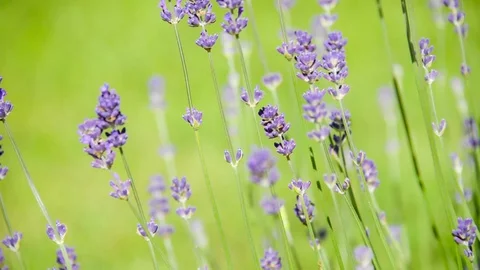 Seamless loop, close up of blooming lavender flowers moving in the wind Stock Footage 88356831