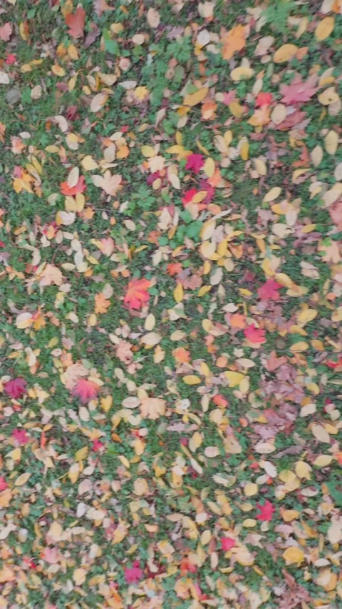 Seamless loop colorful carpet of autumn leaves covering the ground, featuri.. Stock Footage 319436091