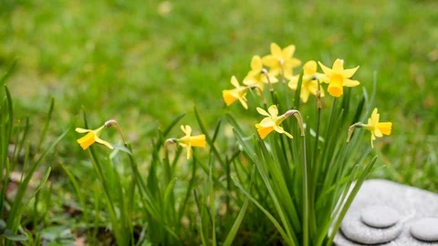 Seamless loop - Daffodils close up moving with the wind, spring concept Stock Footage 85510213