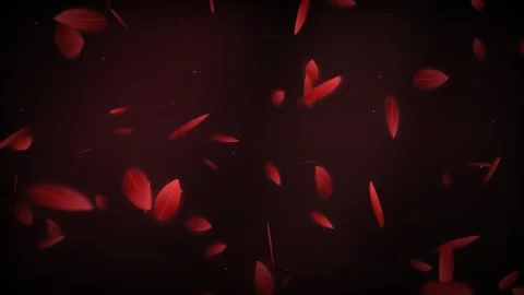 Seamless loop of dark red crimson feathers falling down motion background Stock Footage 345343955