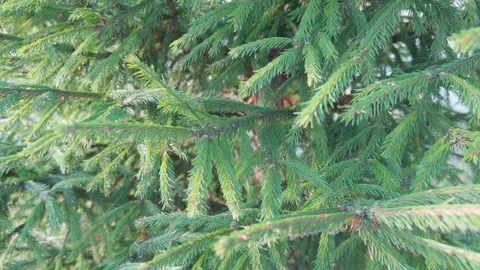 Seamless loop dense cluster of green pine tree branches with needles textur.. Stock Footage 319440501