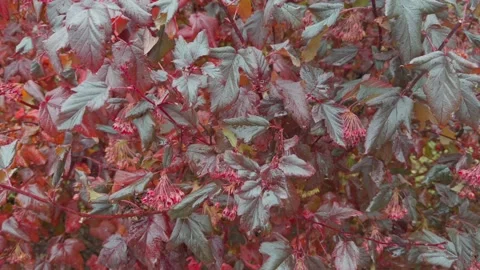 Seamless loop dense cluster of red and dark green leaves with small flowers.. Stock Footage 319439926