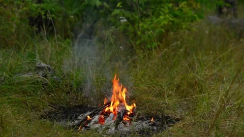 Seamless loop of dry branches burning in a campfire Stock Footage 343216554