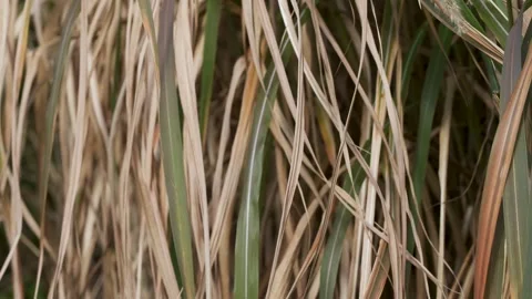 Seamless loop of dry garden grass stems Stock Footage 346714116