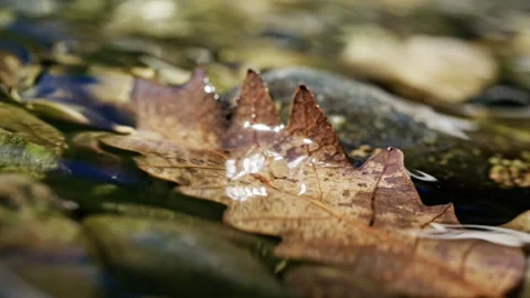 Seamless loop of dry oak leaf floating on river surface Stock Footage 345729687