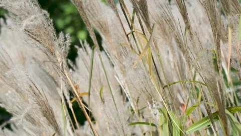 Seamless loop of dry ornamental grass leaves Stock Footage 346714117