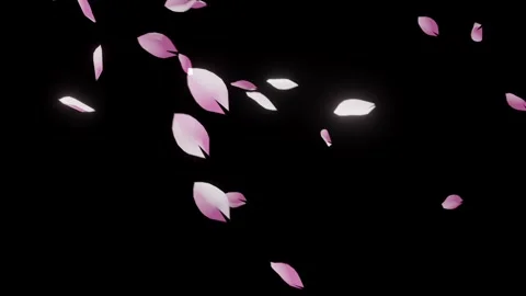 Seamless Loop of Falling Cherry Blossom Petals on Black 스톡 동영상 326195423