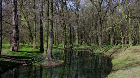 Seamless loop of forest pond with natural singing birds sound. Stock Footage 337830071