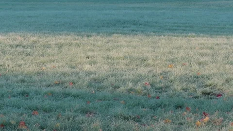Seamless loop frosty field with green grass and scattered autumn leaves 動画素材 319918929