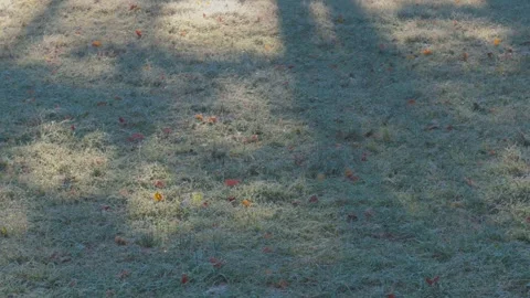 Seamless loop frosty grass field with scattered autumn leaves texture backg.. 動画素材 319916828