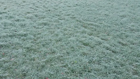 Seamless loop frosty grass field with a light layer of frost covering the b.. 動画素材 319918936