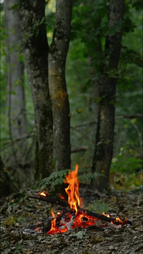Seamless loop of glowing campfire embers and wood close up Stock-Footage 343216782
