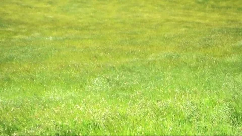 Seamless loop, Grass field waves moved by the wind - HD video Stock Footage 73663589