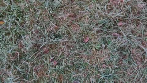 Seamless loop grass texture background with dried blades and scattered leaves 動画素材 319916614